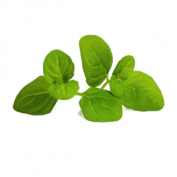 Lingot Menthe Glaciale Bio...