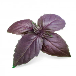 Lingot Basilic Pourpre Bio...