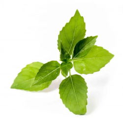 Lingot Basilic Citron Bio -...