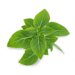 Lingot Basilic Fin Vert Bio...